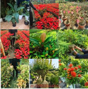 Green Indoor Plant, For Outdoor