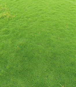 Lawn Grass