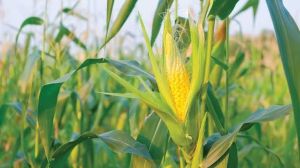 Sweet Corns Sweet Corns