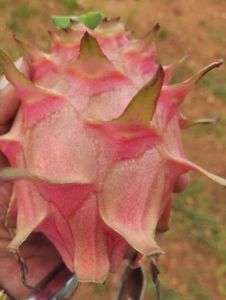 Dragon Fruits