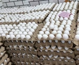 Egg, Color : Creamy, Packaging Type : Caret, Tray