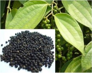 Organic Black Pepper, Packaging Size : 25kg, 50kg, 100 Below 2%