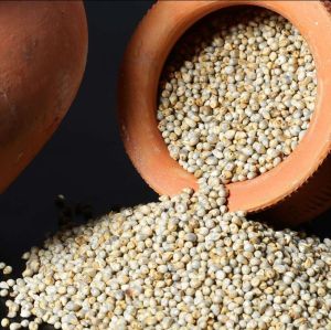 Pearl Millet Seeds