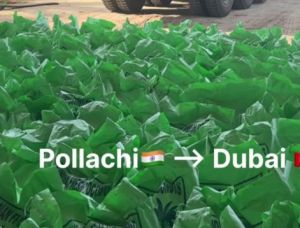 Semi Husked Coconuts