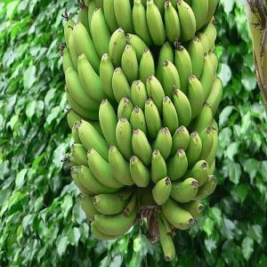 Fresh Green Banana, Packaging Size : 25-50kg Gunny Bag for Cooking