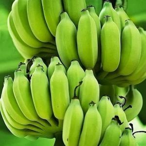 A Grade Green Banana