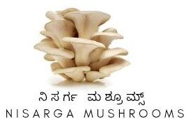 Yellow Natural Fresh Oyster Mushroom