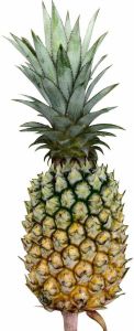 A Grade Fresh Pineapple