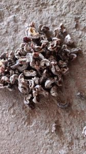 Amla, Color : Green, Grade : Food Grade for Cooking, Spices