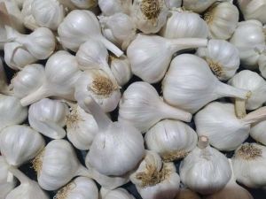 B Grade White Garlic