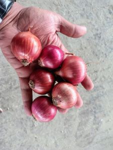 A Grade Red Onion