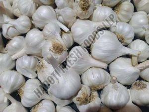 B Grade White Garlic, Brand Name : Hadoti