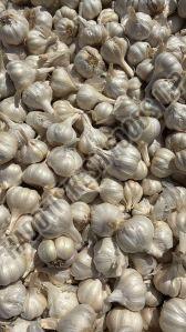 A Grade White Garlic, Brand Name : Hadoti
