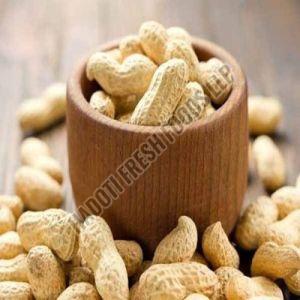 Groundnut Seeds, Shell Type : With Shell, Packaging Type : Jute Bag
