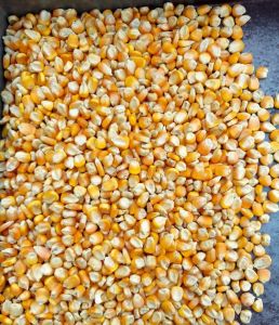 Yellow Maize Seeds