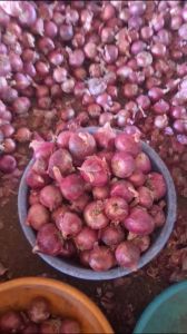 Red Nashik Garwa Onion, Onion Size : Large Gunny Bag, Net Bag