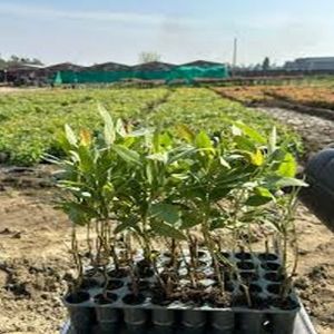 Green Eucalyptus Clone Plant