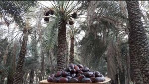 Iranian Dates