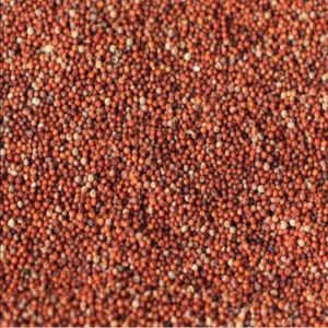 Organic Red Finger Millet Seeds, Seed Type : Natural