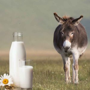 donkey milk