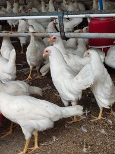 Bv300 Venky'S Venkys Bv 300 Layer Chicks Weight 950 Grams