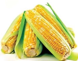 Yellow Sweet Corn, Cultivation Type : Organic