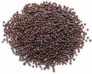 A Grade Black Mustard Seed