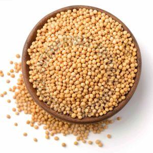 Natural A Grade Yellow Mustard Seed, Packaging Type : Bag