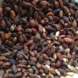Brown Organic A Grade Dried Neem Fruit for Food Medicine