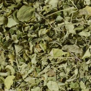 Moringa Leaves Religious for Medicine