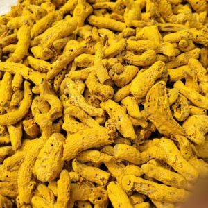 Yellow Organic Salem Turmeric Finger Food Grade for Cooking