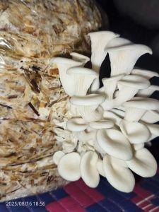 Fresh Oyster Mushroom