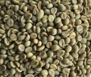 Arabica Parchment Coffee Beans, Packaging Type : Plastic Bag