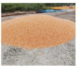 Organic Yellow Maize Seeds, Packaging Size : 25-50kg