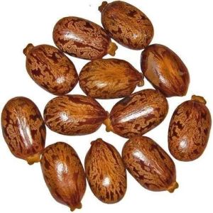 Brown Organic Dried Castor Seeds, Seed Type : Natural