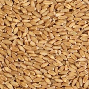 Organic Sharbati C 306 Wheat Seeds, Color : Brown Dried