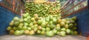 Green Tender Coconut