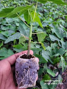 Papaya taiwan786 plant