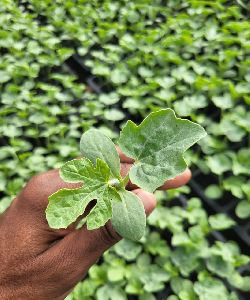 Watermelon Plant
