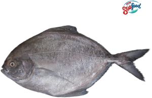 Fresh Black Pomfret Fish