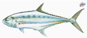 Fresh Leather Skin Fish