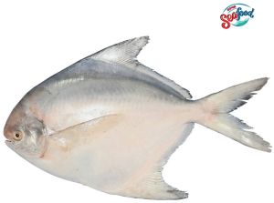 Fresh White Pomfret Fish