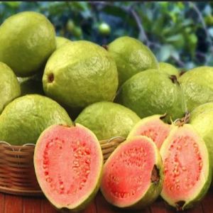 Natural A Grade Guava, Packaging Size : 5-25kg for Human Consumption