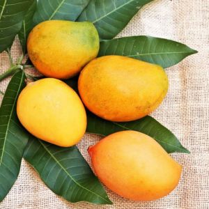 Natural Fresh Yellow Mango, Packaging Size : 25-50kg