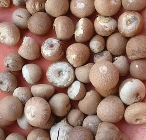 Dried Betel Nut, Form : Whole, Packaging Type : Plastic Bag