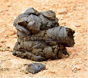Wet Cow Dung For Fertilizer, Soil Conditioner, Biogas Production
