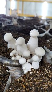 Milky Mushroom