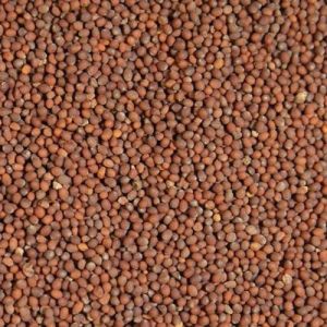 Organic Brown Mustard Seeds, Seed Type : Natural Food Grade