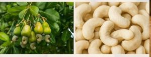 Natural Premium Raw Cashew Nuts, Color : Light Cream