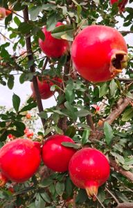 Organic A Grade Fresh Bhagwa Pomegranate